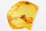 Detailed Fossil Ant (Ctenobethylus) In Baltic Amber #381222-1